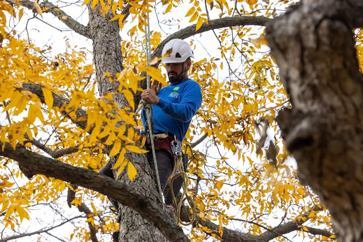 Skilled Tree Trimming crew working in Burgaw